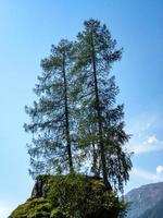 magnifique arbre sur une colline avec un ciel bleu photo