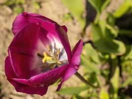 tulipe violette et jaune photo