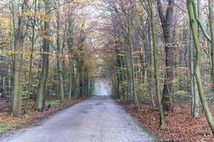 sentier dans une forêt photo