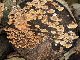 beaux champignons en automne, vénéneux photo