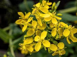 gros plan de fleurs jaunes au printemps photo