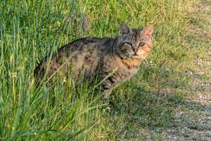 Libre d'un chat tigré à l'extérieur photo