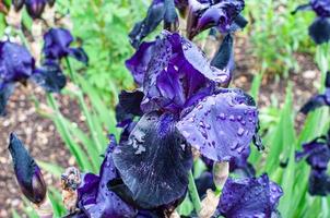 Libre d'une belle fleur d'iris violet photo
