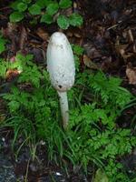 beaux champignons en automne, vénéneux photo