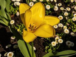 fleur de tulipe jaune photo