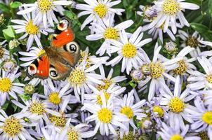 papillon sur de belles fleurs photo