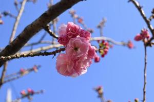 branches de fleurs de cerisier doubles, également connues sous le nom de yae zakura, un type de sakura à plusieurs couches de pétales, en pleine floraison, japon