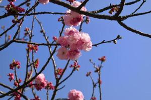 branches de fleurs de cerisier doubles, également connues sous le nom de yae zakura, un type de sakura à plusieurs couches de pétales, en pleine floraison, japon