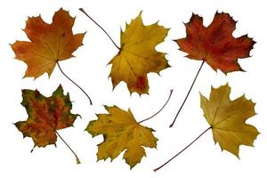 feuilles d'érable lumineuses dans un chemin de détourage aux couleurs d'automne, élément isolé sur fond blanc, ambiance colorée d'automne de saison photo