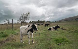 veau au premier plan broutant dans un champ vert à l'intérieur d'une ferme pendant une journée nuageuse photo