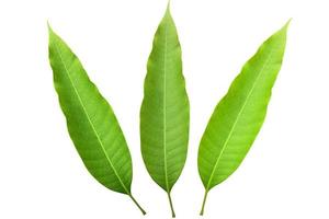 feuilles de mangue vertes à fond blanc, utilisées pour la décoration ou l'illustration. photo