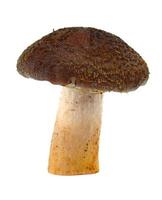 aliments biologiques aux champignons photo