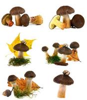 champignons naturels d'automne photo