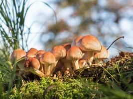 groupe de champignons forestiers photo