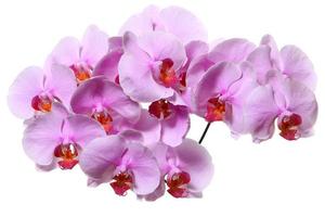 fleurs d'orchidées isolées sur blanc photo