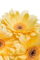 fleur de gerbera jaune photo