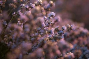 beau champ de lavande au lever du soleil. fond de fleur pourpre. fleurs plantes aromatiques violettes. photo
