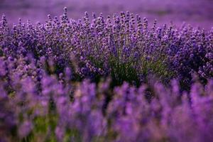 beau champ de lavande au lever du soleil. fond de fleur pourpre. fleurs plantes aromatiques violettes. photo