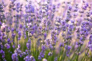 beau champ de lavande au lever du soleil. fond de fleur pourpre. fleurs plantes aromatiques violettes. photo