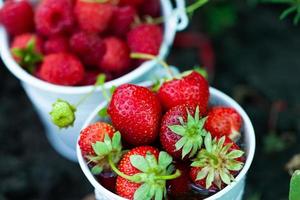 fraises fraîches dans le jardin. alimentation biologique. baies saines dans un bol. fruits rouges. photo
