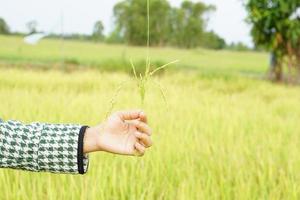 les mains agricoles touchent doucement le jeune riz dans la rizière, se tenant la main dans la chaleur du soleil. photo