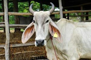 vache curieuse mangeant de l'herbe sur le terrain. photo