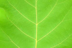 feuilles tropicales, texture de feuilles vertes abstraites, fond de nature photo