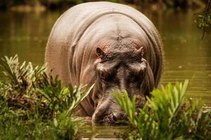 hippopotame - kenya