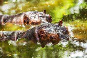 hippopotame dans l'eau. photo