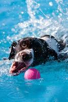 chien nageur ouvre la bouche large pour accrocher la balle dans la piscine