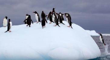 saut de manchots papous sur l'iceberg