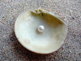 coquille de mer avec une perle dans le sable photo