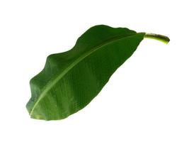 musaceae ou feuille de bananier sur fond blanc photo