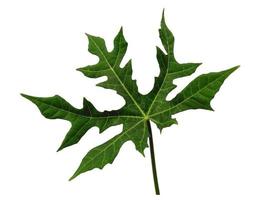 feuille de cnidoscolus aconitifolius isolée sur fond blanc. feuilles vertes sur fond blanc photo