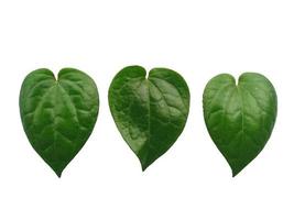 fond de feuille verte. feuilles vertes en forme de coeur. Feuille de bétel vert isolé sur fond blanc photo