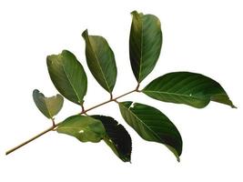 feuilles de nephelium lappaceum ou feuille de ramboutan sur fond blanc photo