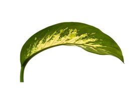 feuille d'aglaonema sur fond blanc photo