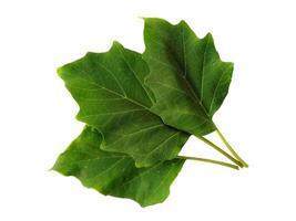 Feuilles de trompette du diable ou feuille de datura metel isolé sur fond blanc photo