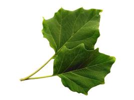 Feuilles de trompette du diable ou feuille de datura metel isolé sur fond blanc photo