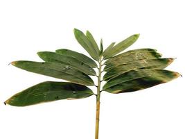 feuilles de bambou isolés sur fond blanc. feuille de bambou sur fond blanc photo