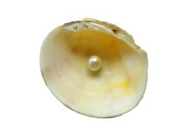 coquillage avec une perle à l'intérieur photo