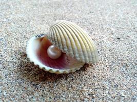 coquille de mer avec une perle dans le sable photo