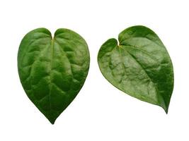 fond de feuille verte. feuilles vertes en forme de coeur. Feuille de bétel vert isolé sur fond blanc photo