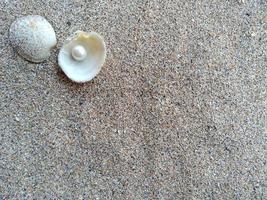 coquille avec une perle sur une plage de sable photo