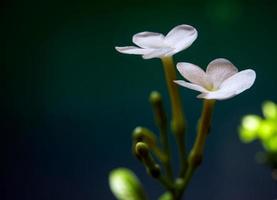fleurs blanches, petites et fragiles, jasmin gerdenia crêpe photo