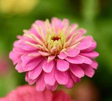 fleurs de zinnia, fleurs colorées, fleurs tropicales, fleurs thaïlandaises, gros plan. photo