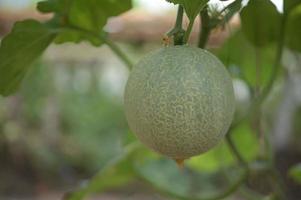 melon, pastèque, serre, non toxique photo