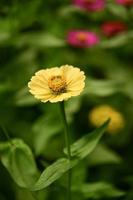 fleurs de zinnia, fleurs colorées, fleurs tropicales, fleurs thaïlandaises, gros plan. photo