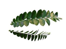 plante verte ou feuilles vertes isolées sur fond blanc photo