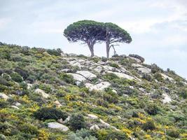 deux vieux arbres solitaires sur une colline photo